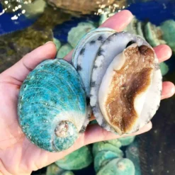 Bào Ngư Úc Xanh Ngọc Bích