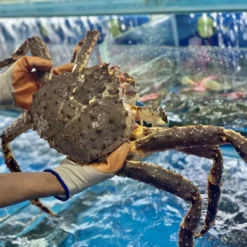Cua Hoàng Đế - King Crab Đỏ