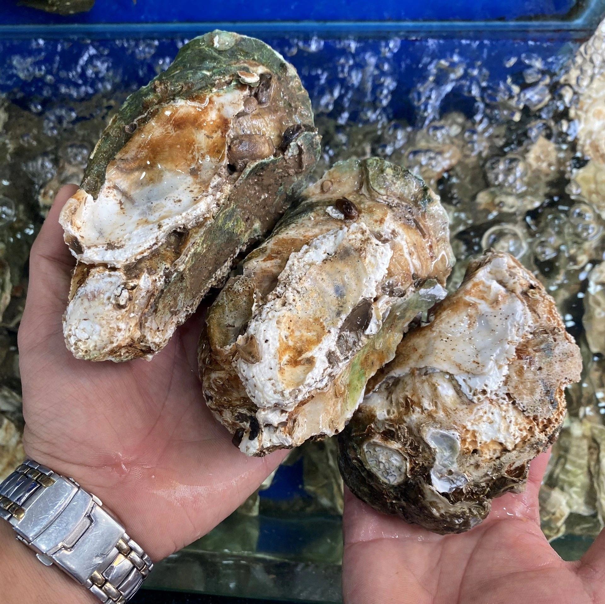 Hàu Đại Dương (Size Lớn)