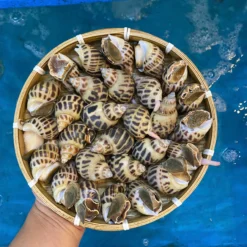 Ốc Hương Sữa (Size 50-80 Con/kg)