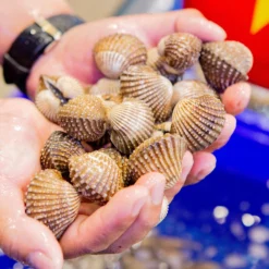 Sò Huyết (Size 20-40 con/kg)