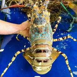 Tôm Hùm Bông Thiên Nhiên Úc