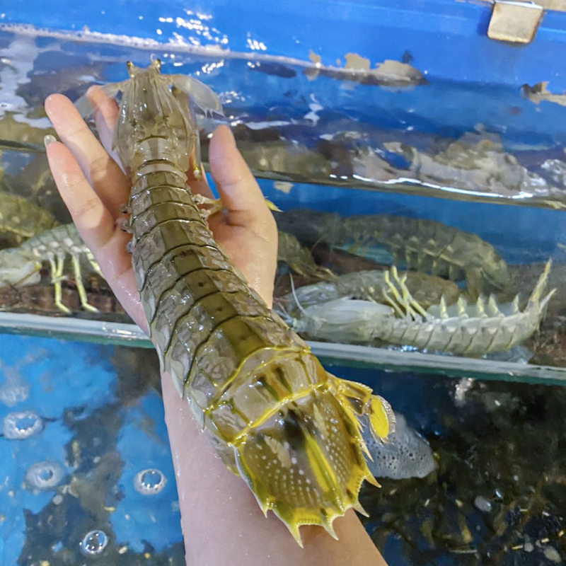 Tôm Tít (Size lớn)